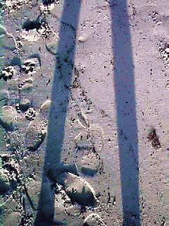 self_portrait51.gif