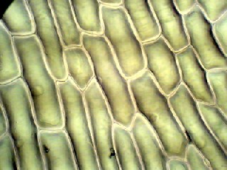 Microscopic Photo of Onion Cell