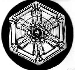 Bentley Microscopic Photo of Snowflake