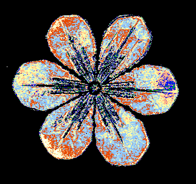snowstill05.gif