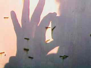 dshdow05.jpg - 11842 Bytes