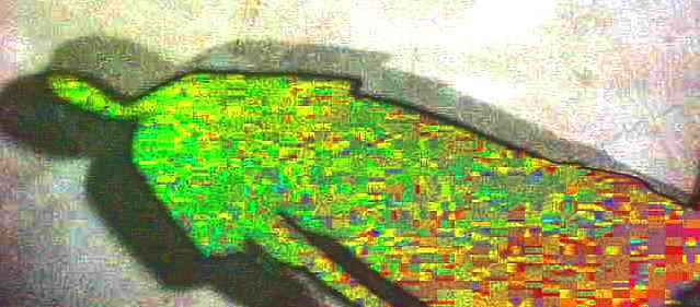 1grpshadow1_007a.jpg