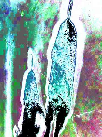 2grpshadow2_015.jpg