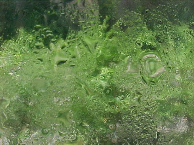 rainwindow05.jpg
