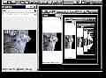 click here to see a feedback experiment